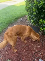Piper, a female Golden Retriever for sale in Kannapolis, NC – 1 of 5