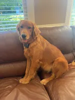 Piper, a female Golden Retriever for sale in Kannapolis, NC – 3 of 5