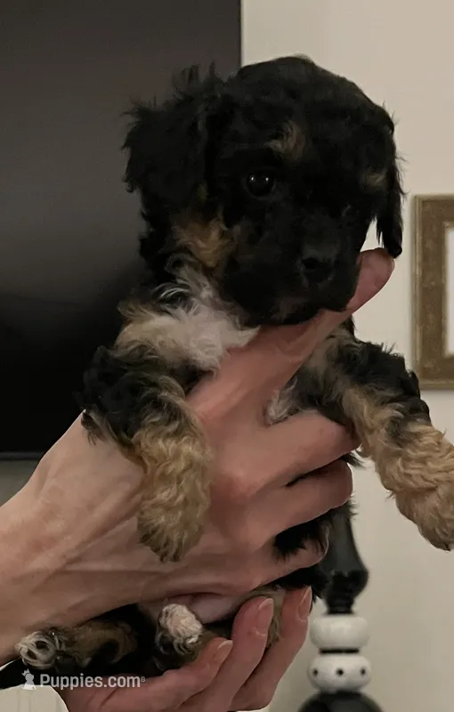 Rory – Maltipoo, Poodle - Toy  puppy for sale in Jacksonville, FL