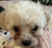 Posey, a female Maltipoo and Poodle - Toy  for sale in Jacksonville, FL – 3 of 4