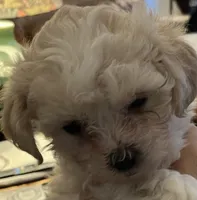 Bates Maltipoos , a female Maltipoo and Poodle - Miniature  for sale in Jacksonville, FL – 2 of 4