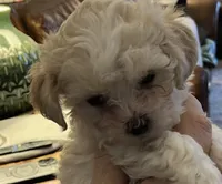 Lyndon, a male Maltipoo and Poodle - Toy  for sale in Jacksonville, FL – 4 of 6