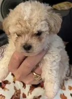 Bennett, a male Maltipoo and Poodle - Toy  for sale in Jacksonville, FL – 5 of 5