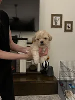 Bennett, a male Maltipoo and Poodle - Toy  for sale in Jacksonville, FL – 3 of 5