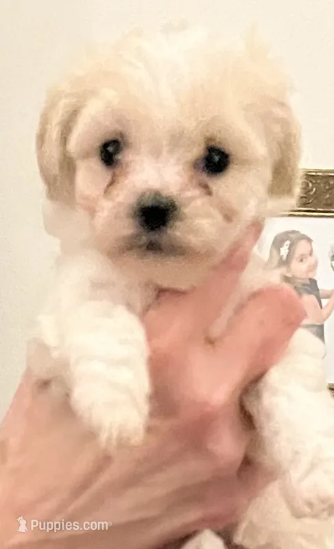 Lyndon – Maltipoo, Poodle - Toy  puppy for sale in Jacksonville, FL