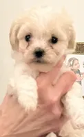 Lyndon, a male Maltipoo and Poodle - Toy  for sale in Jacksonville, FL – 1 of 6