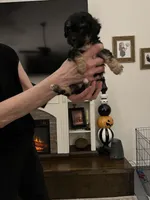 Rory, a female Maltipoo and Poodle - Toy  for sale in Jacksonville, FL – 3 of 4