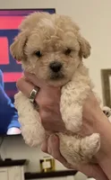 Bennett, a male Maltipoo and Poodle - Toy  for sale in Jacksonville, FL – 2 of 5