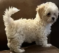 Bates Maltipoos , a female Maltipoo and Poodle - Miniature  for sale in Jacksonville, FL – 1 of 1