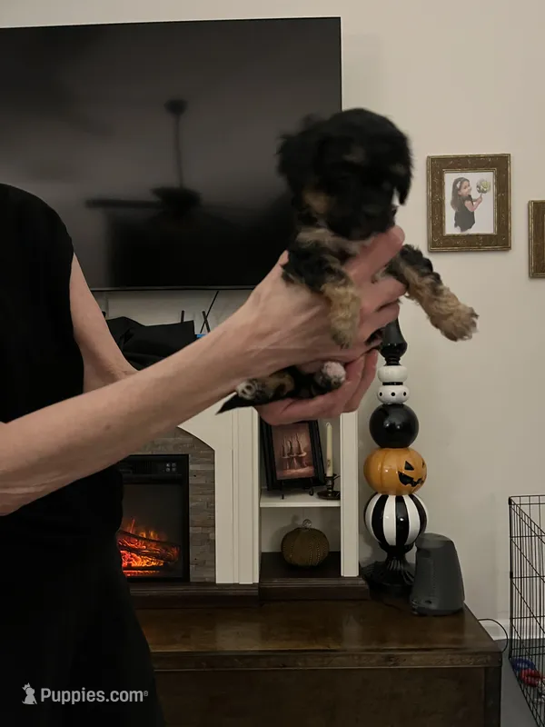 Rory – Maltipoo, Poodle - Toy  puppy for sale in Jacksonville, FL