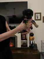 Rory, a female Maltipoo and Poodle - Toy  for sale in Jacksonville, FL – 2 of 4
