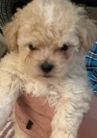 Bennett, a male Maltipoo and Poodle - Toy  for sale in Jacksonville, FL – 4 of 5