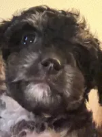 Rory, a female Maltipoo and Poodle - Toy  for sale in Jacksonville, FL – 4 of 4