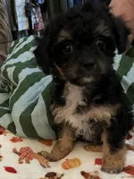Rory, a female Maltipoo and Poodle - Toy  for sale in Jacksonville, FL – 2 of 4