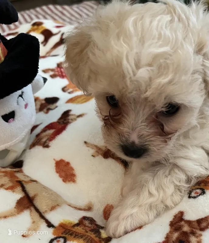 Posie – Maltipoo, Poodle - Toy  puppy for sale in Jacksonville, FL