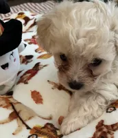 Posey, a female Maltipoo and Poodle - Toy  for sale in Jacksonville, FL – 2 of 4