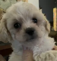 Bates Maltipoos , a female Maltipoo and Poodle - Miniature  for sale in Jacksonville, FL – 4 of 4