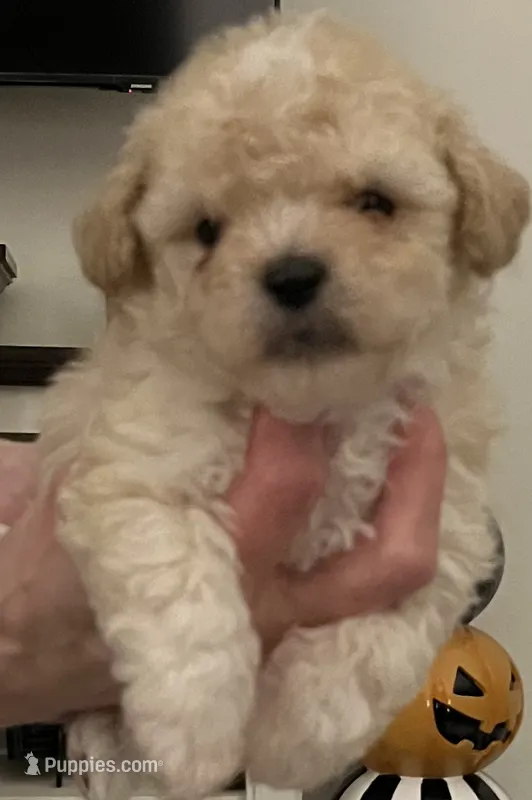 Bennett – Maltipoo, Poodle - Toy  puppy for sale in Jacksonville, FL