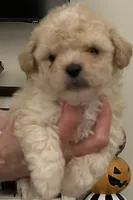 Bennett, a male Maltipoo and Poodle - Toy  for sale in Jacksonville, FL – 1 of 5