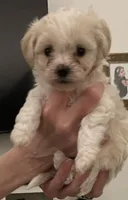 Posey, a female Maltipoo and Poodle - Toy  for sale in Jacksonville, FL – 1 of 4