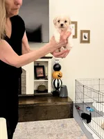 Lyndon, a male Maltipoo and Poodle - Toy  for sale in Jacksonville, FL – 3 of 6