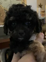 Bates Maltipoos , a female Maltipoo and Poodle - Miniature  for sale in Jacksonville, FL – 3 of 4