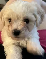 Posey, a female Maltipoo and Poodle - Toy  for sale in Jacksonville, FL – 4 of 4
