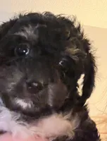 Rory, a female Maltipoo and Poodle - Toy  for sale in Jacksonville, FL – 3 of 4