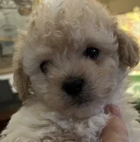Lyndon, a male Maltipoo and Poodle - Toy  for sale in Jacksonville, FL – 5 of 6