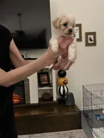 Lyndon, a male Maltipoo and Poodle - Toy  for sale in Jacksonville, FL – 2 of 6