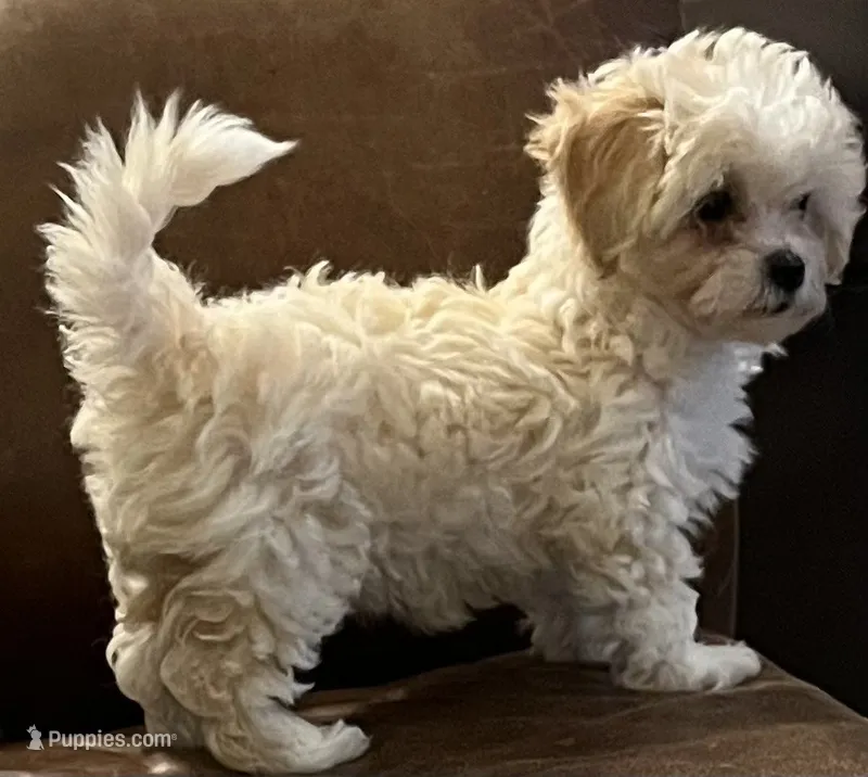 Posie – Maltipoo, Poodle - Toy  puppy for sale in Jacksonville, FL