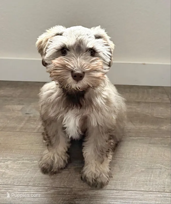 Sally – Miniature Schnauzer puppy for sale in Woodway, TX