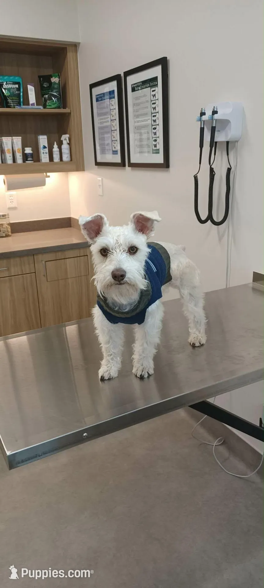 Charlotte, a female Miniature Schnauzer for sale in Woodway, TX – Photo 7 of 8