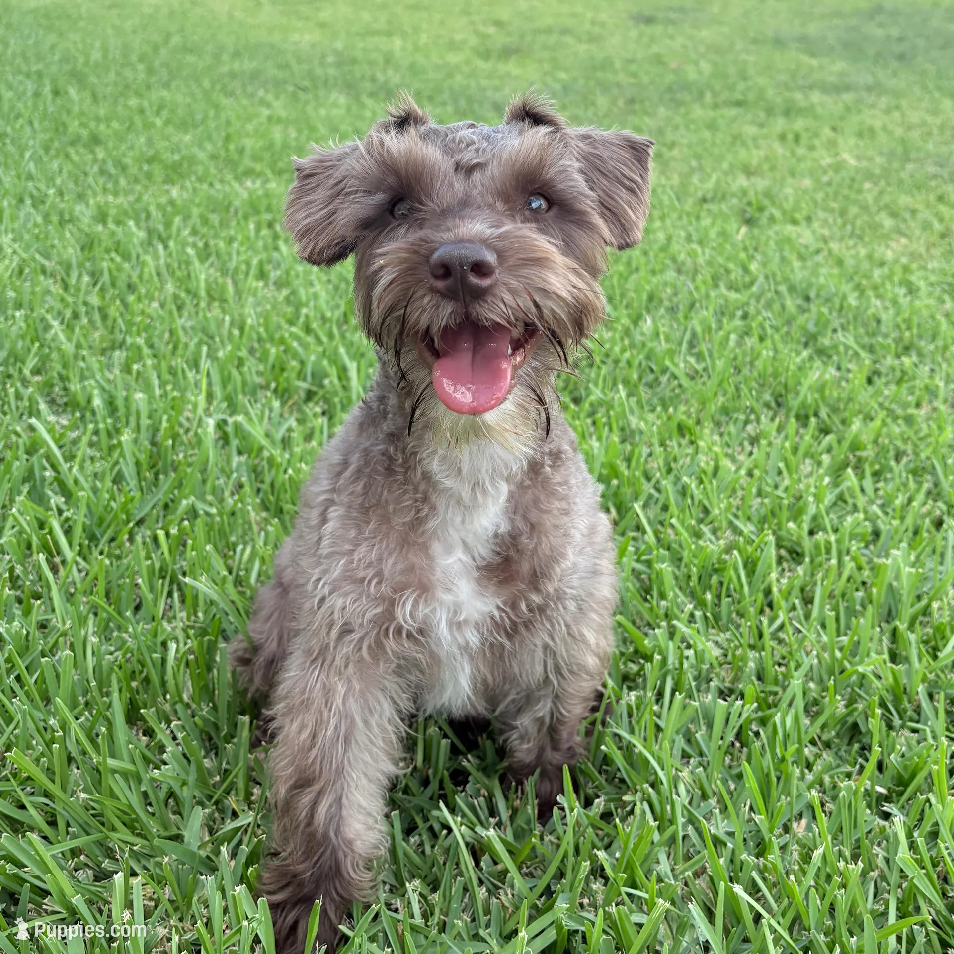 Charlotte, a female Miniature Schnauzer for sale in Woodway, TX – Photo 6 of 6