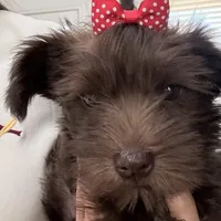 Charlotte, a female Miniature Schnauzer for sale in Woodway, TX – Photo 5 of 6
