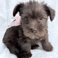 Charlotte, a female Miniature Schnauzer for sale in Woodway, TX – Photo 3 of 6