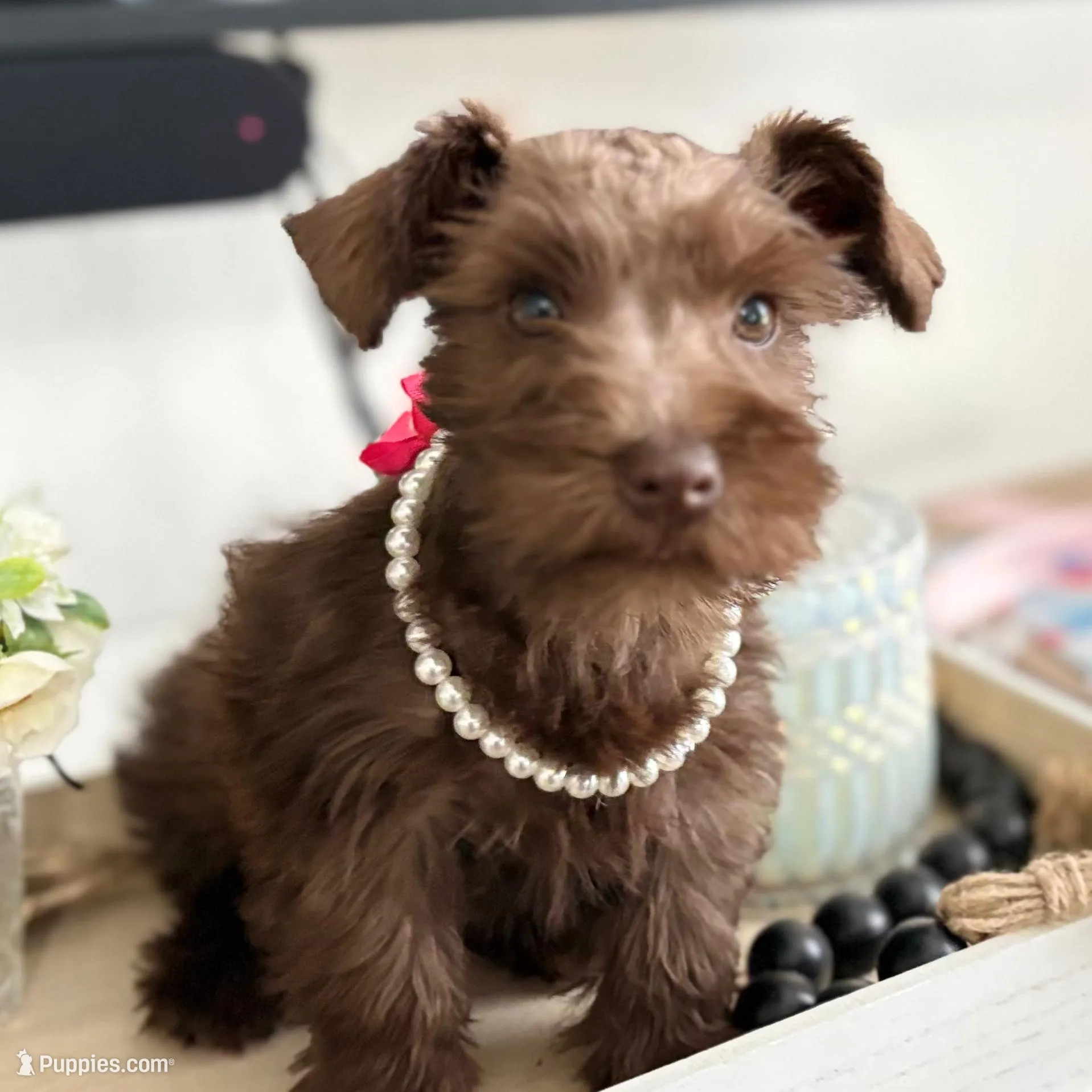 Charlote  – Miniature Schnauzer puppy for sale in Woodway, TX