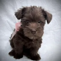 Charlotte, a female Miniature Schnauzer for sale in Woodway, TX – Photo 2 of 6