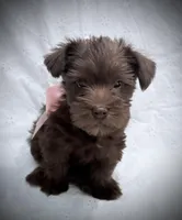Charlote , a female Miniature Schnauzer for sale in Woodway, TX – Photo 1 of 3