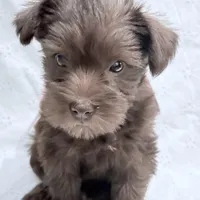 Charlotte, a female Miniature Schnauzer for sale in Woodway, TX – Photo 4 of 6