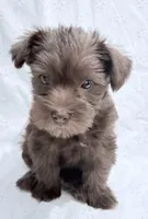 Charlote , a female Miniature Schnauzer for sale in Woodway, TX – Photo 3 of 3