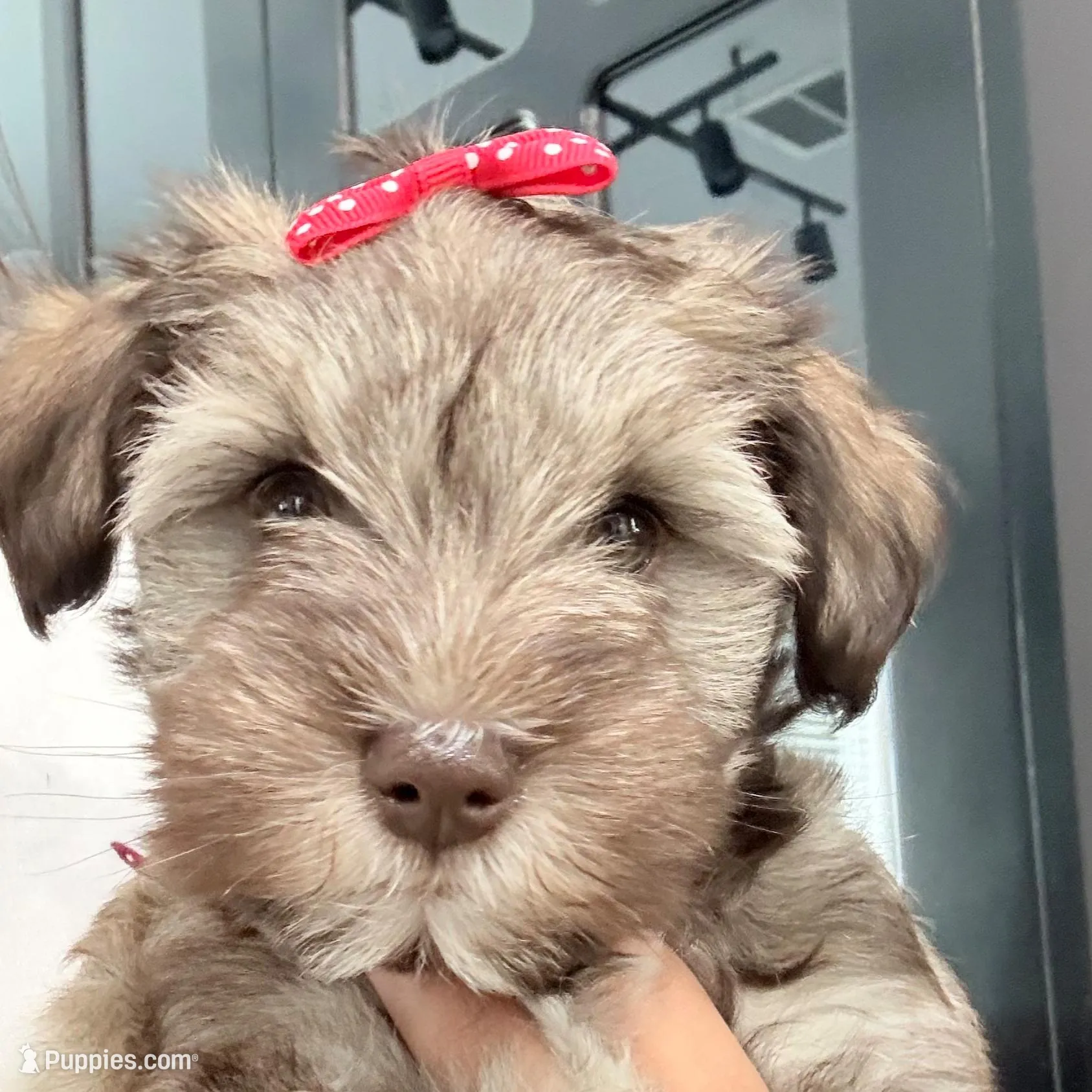 Sally, a female Miniature Schnauzer for sale in Woodway, TX – Photo 5 of 7