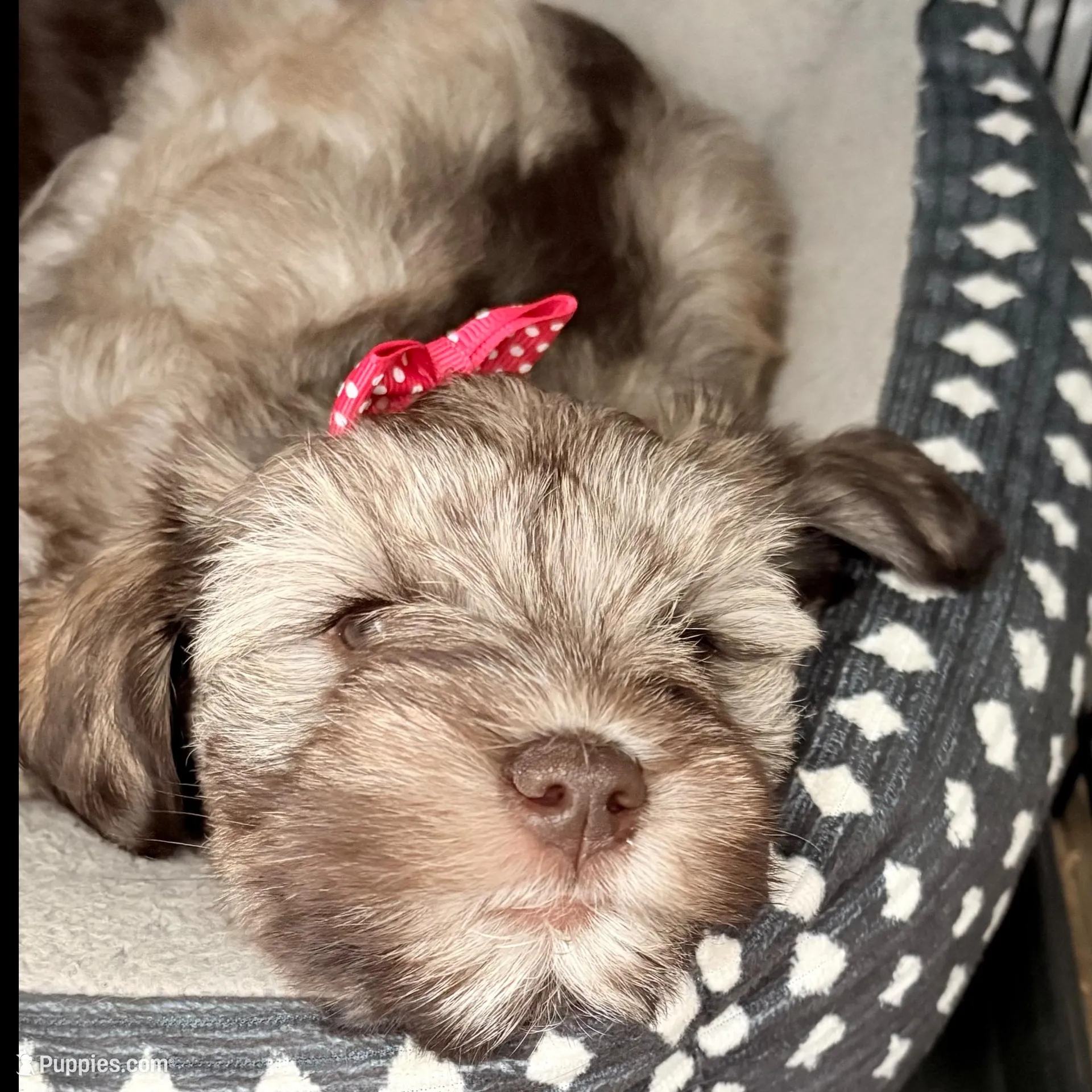 Sally, a female Miniature Schnauzer for sale in Woodway, TX – Photo 6 of 7