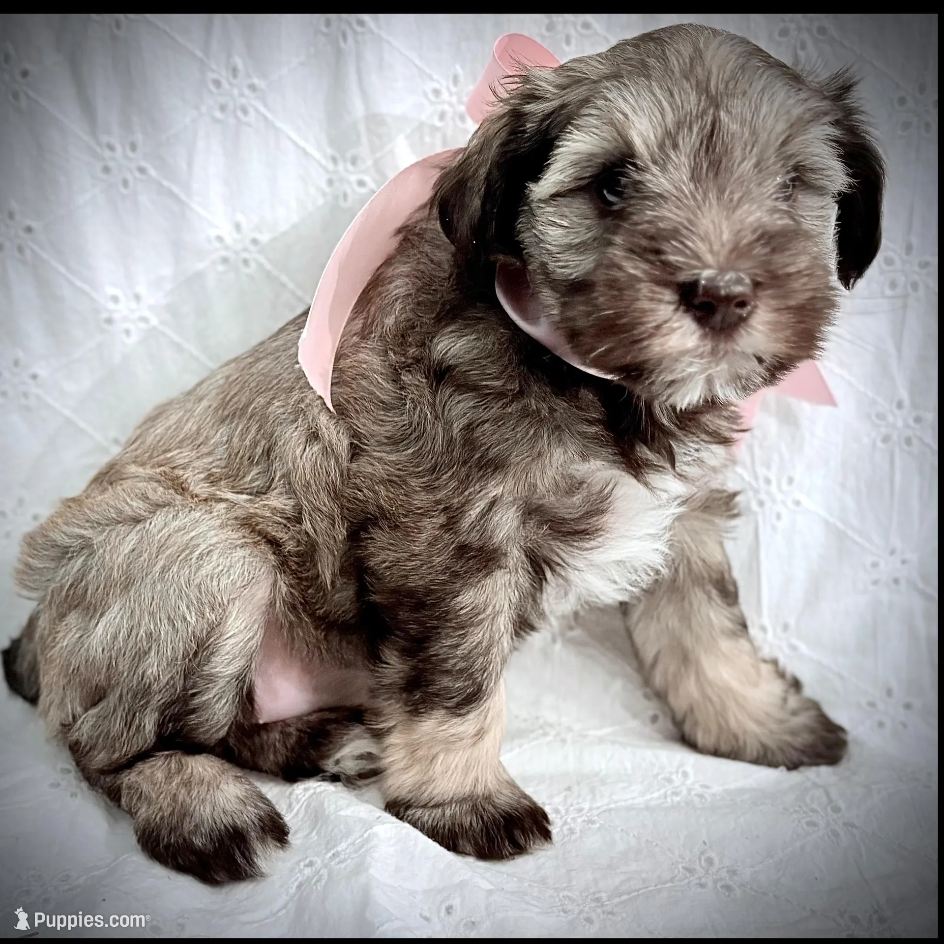 Sally, a female Miniature Schnauzer for sale in Woodway, TX – Photo 3 of 3