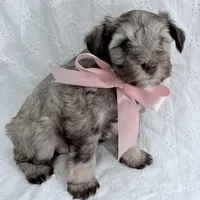 Sally, a female Miniature Schnauzer for sale in Woodway, TX – Photo 3 of 7