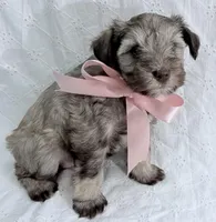 Sally, a female Miniature Schnauzer for sale in Woodway, TX – Photo 2 of 3
