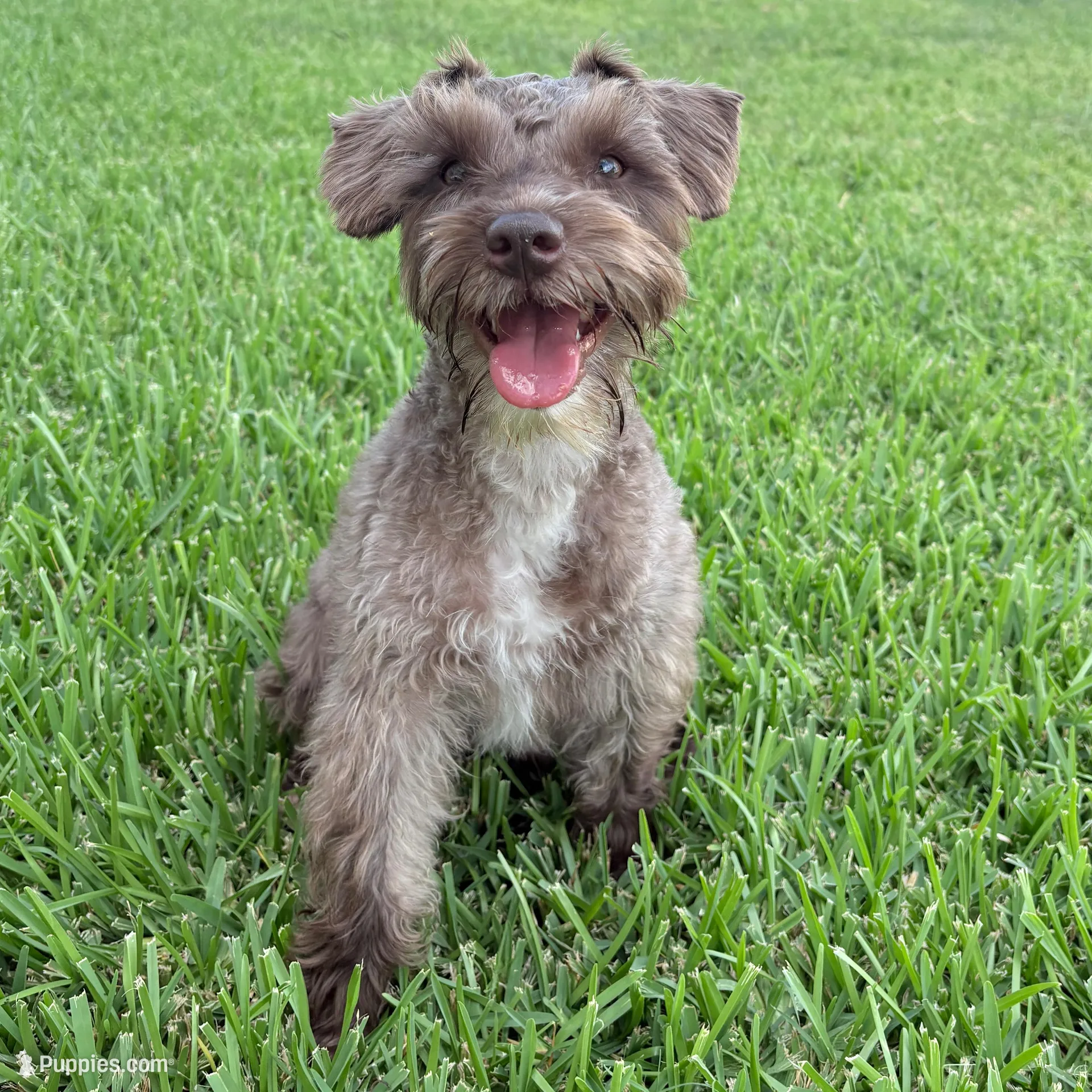 Sally, a female Miniature Schnauzer for sale in Woodway, TX – Photo 7 of 7