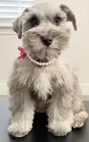 AKC - Sally, a female Miniature Schnauzer for sale in Woodway, TX – Photo 1 of 8