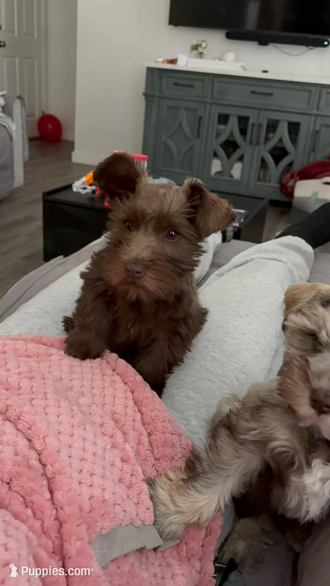 Charlotte, a female Miniature Schnauzer for sale in Woodway, TX – Photo 8 of 8