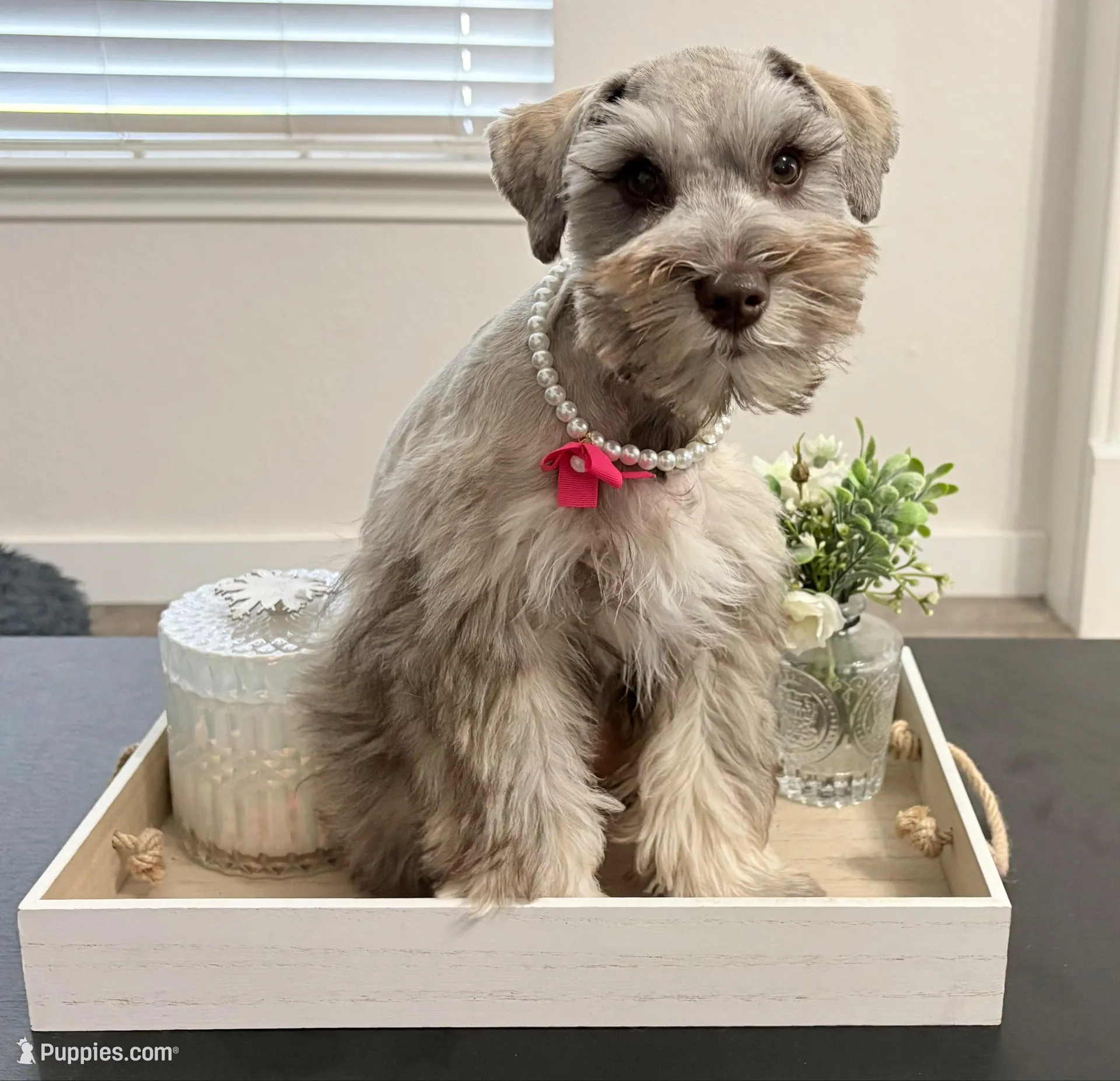 AKC - Sally, a female Miniature Schnauzer for sale in Woodway, TX – Photo 2 of 9